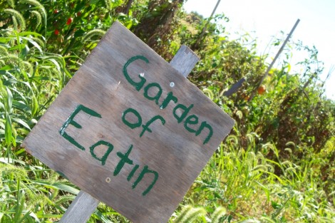 community-garden0095