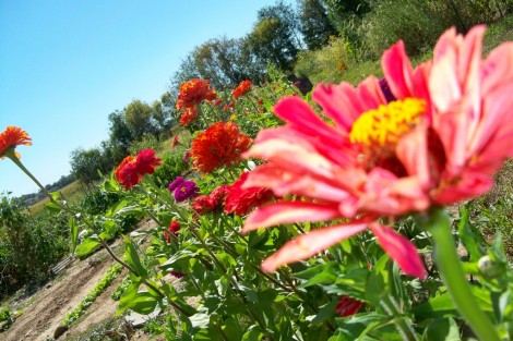 community-garden0096