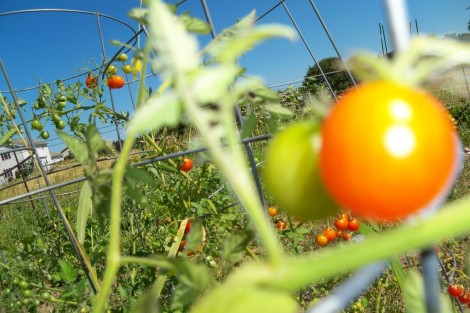 garden-011