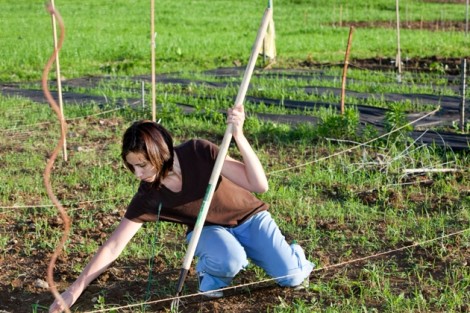 Erin Causa, whose mother-in-law is Eileen Causa, merchandising coordinator for the College Store, works the family plot.