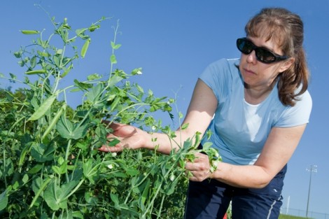 Marilyn Reiter, wife of Cliff Reiter, professor of math, works on her snow peas.