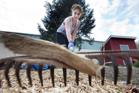 Katie Reinhardt '12 rakes wood chips at the West Ward Neighborhood Partnership's Lynn Street community garden.