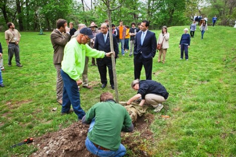 Workers from Easton Public Works plant a tree at the end of the event.  