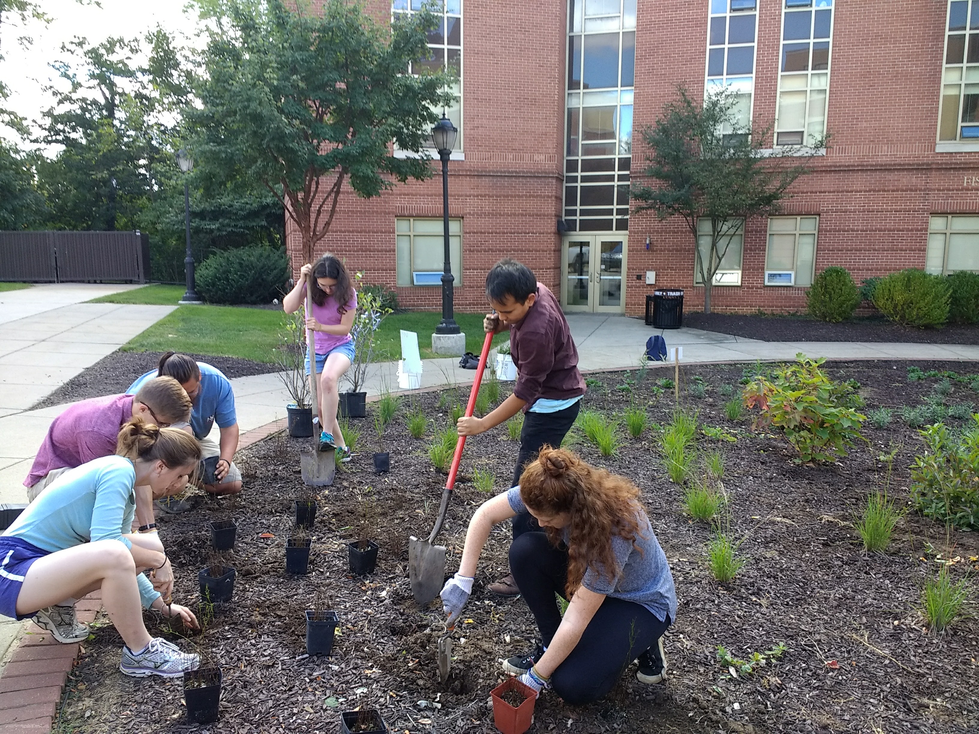 A group of students plants vegetation for a bioswale in front of a residence hall.