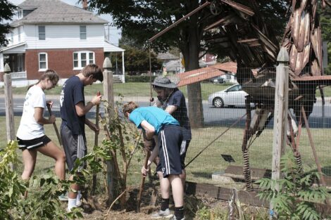 Several students use garden tools to remove a tree along a fence line