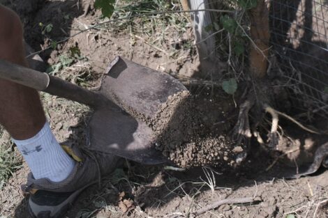 A shovel works at slicing through a tree root