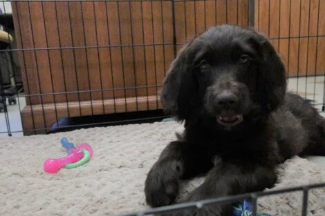 Puppy Jack sits in his pen