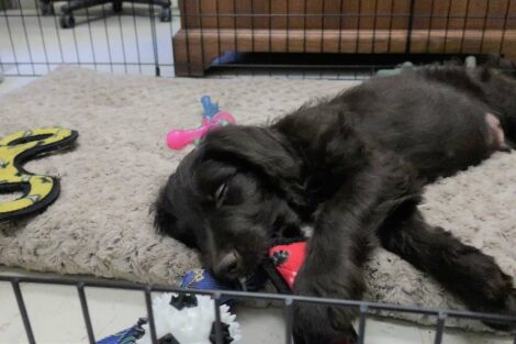 Puppy Jack naps in his pen