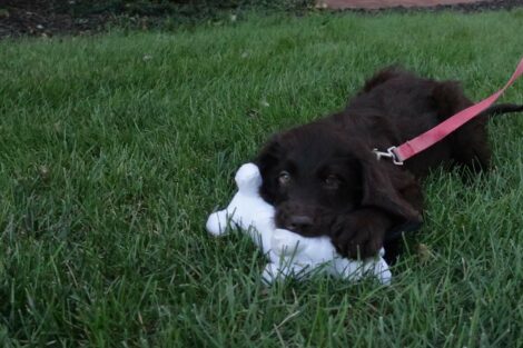 Puppy Jack holds a toy in his mouth outside