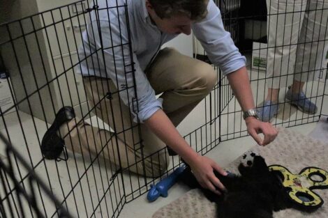 Student pets puppy Jack