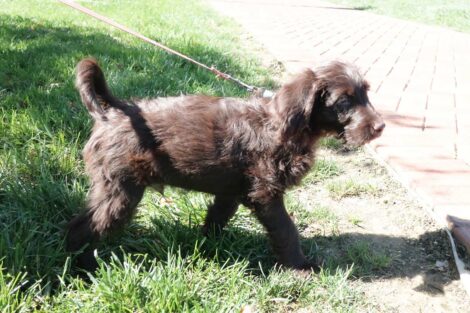 Puppy Jack walks outside