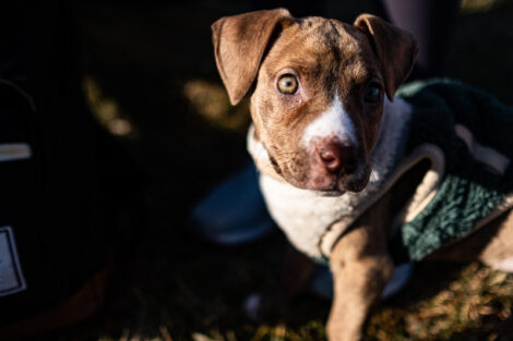 Veda the puppy is bundled up in her cozy little vest.