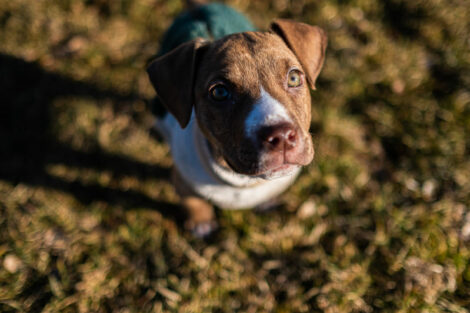 Veda the puppy is bundled up in her cozy little vest.