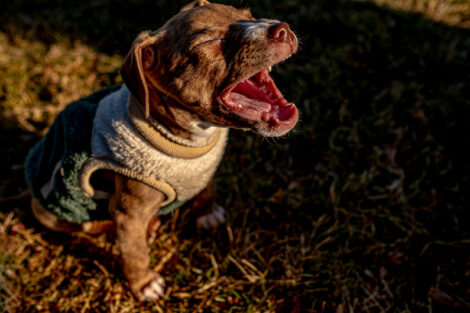 Veda the puppy lets out a big yawn after spending all her energy posing for the camera.