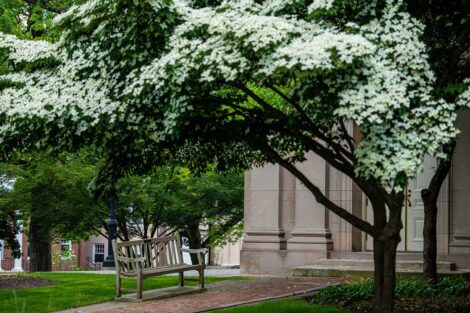 Campus Scenic, Empty Campus, Summer, Colton Chapel, empty bench, bench, Blossoms, trees, Green Grass