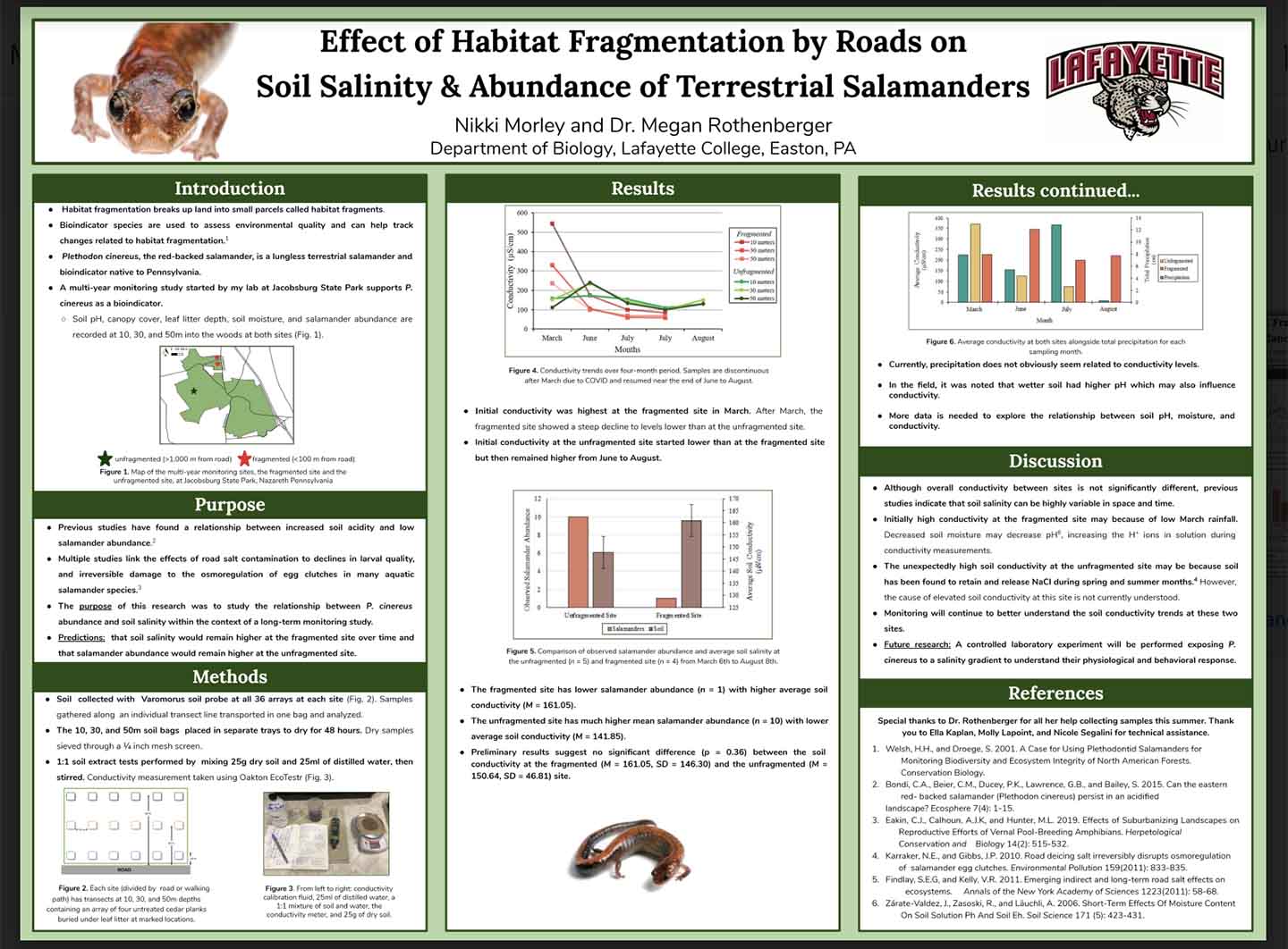 salamander poster