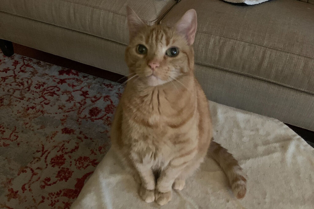 Amy Eidelman's cat, sitting on a stool