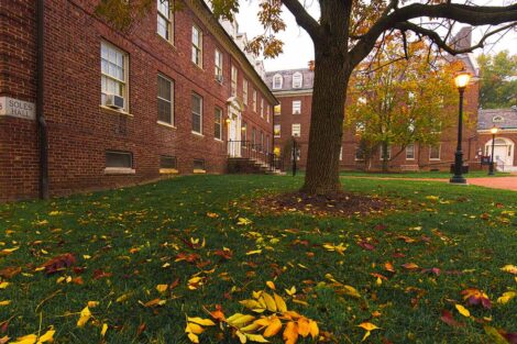 fall leaves lie on the grass