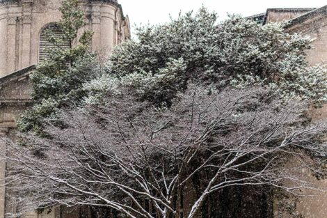 a snow-covered tree near Colton Chapel