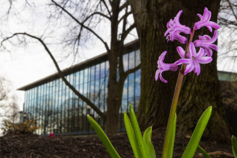 A purple flower blooms in front of Skillman Library.