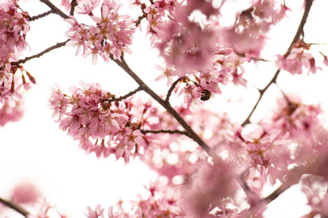 A bumble bee sits on top of a cherry blossom.