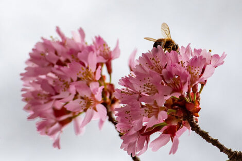 A bumble bee sits on top of a cherry blossom.
