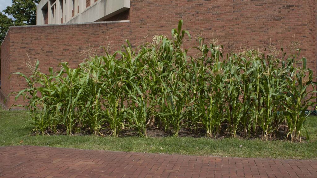 Rows of corn grow on the grass in front of Williams Arts Center