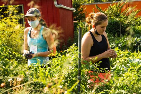 Two students gather produce at Easton Urban Farm.