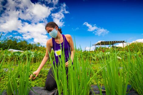 A student tends to scallions at LaFarm.