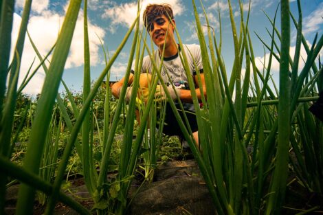 A student tends to scallions at LaFarm.