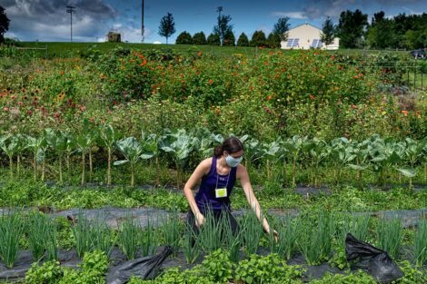 A student, wearing a mask, tends to crops in the middle of LaFarm, surrounded by greens and produce.