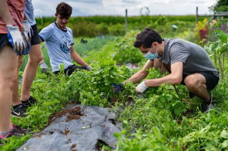 Students tend to crops at LaFarm