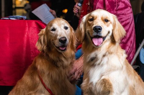 Golden retrievers Sadie and Sunshine sit beside Bill Hurd.