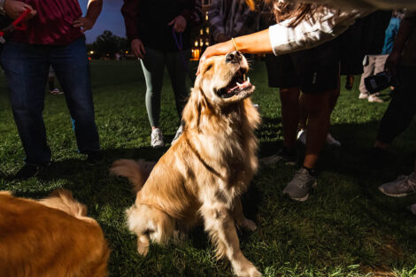 A golden retriever sits and gets pet by a student