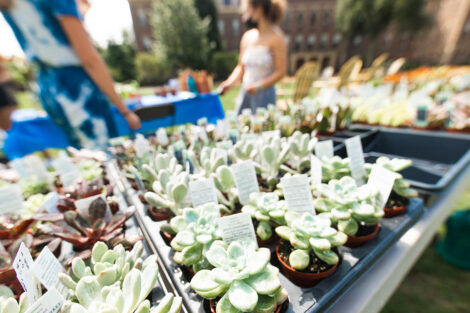 rows of succulents in planter trays sit on table on the Quad
