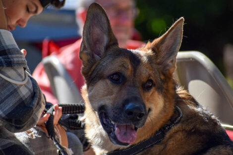 German Shepherd sits with owners