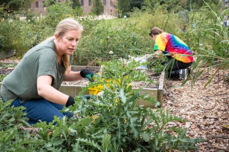 Staff volunteers tend to a garden.