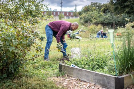 A staff volunteer tends to a garden.