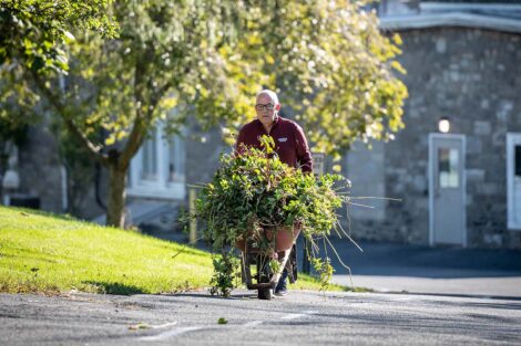 A staff volunteer carries weeds in a wheelbarrow.