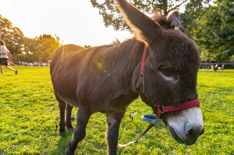 sun shines behind a donkey on the Quad