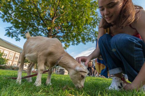 student pets a small goat who is eating Quad grass