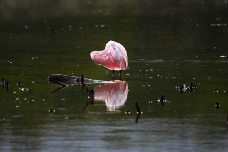 Selection from Carol Guzy's