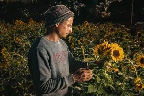 Josh Parr picks sunflowers, standing in front of rows of them.